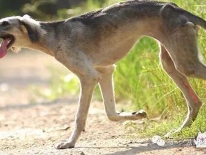 哮天犬原型揭秘：中国细犬的历史与现状