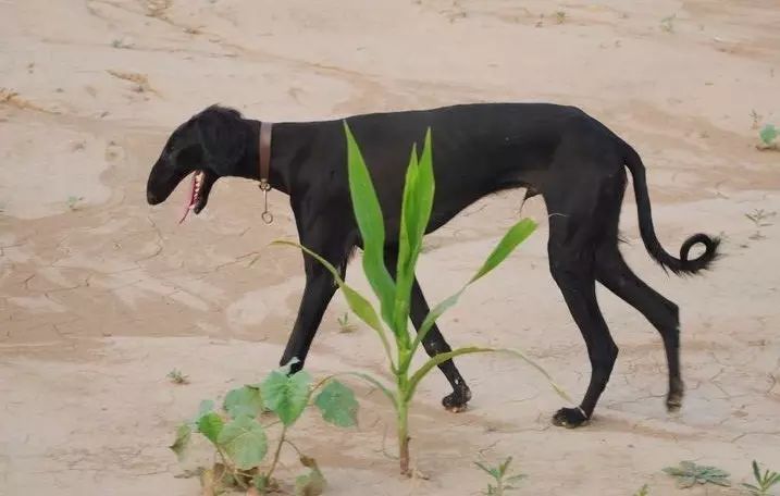 哮天犬是什么品种_哮天犬是什么品种的狗_哮天犬的犬种