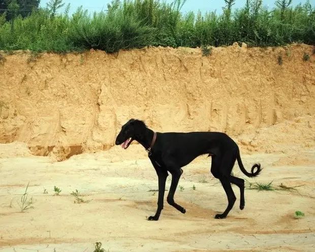 哮天犬是什么品种的狗_哮天犬的犬种_哮天犬是什么品种