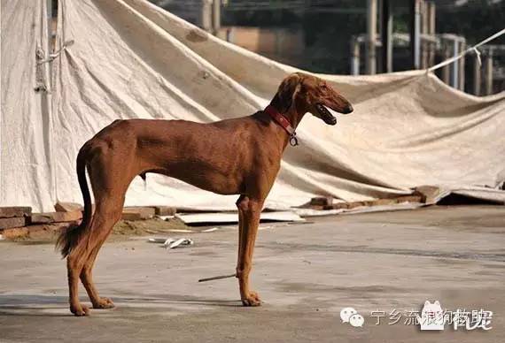 哮天犬是什么品种_哮天犬是什么品种的狗_哮天犬叫啥