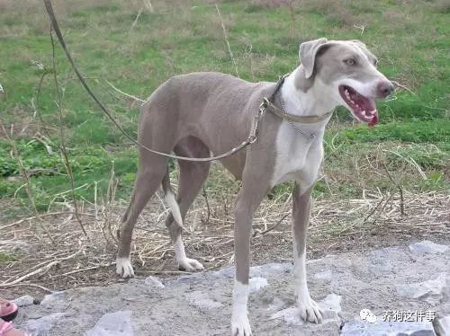 哮天犬叫啥_哮天犬的犬种_哮天犬是什么品种