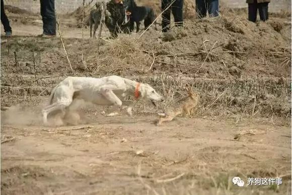 哮天犬的犬种_哮天犬是什么品种_哮天犬叫啥