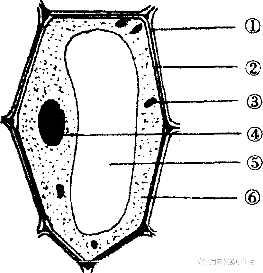 透镜和视觉2答案_透镜与视觉视频讲解_透镜与视觉2