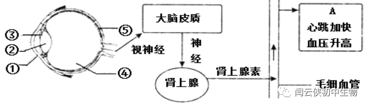 透镜与视觉视频讲解_透镜与视觉2_透镜和视觉2答案