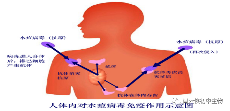 透镜与视觉视频讲解_透镜和视觉2答案_透镜与视觉2