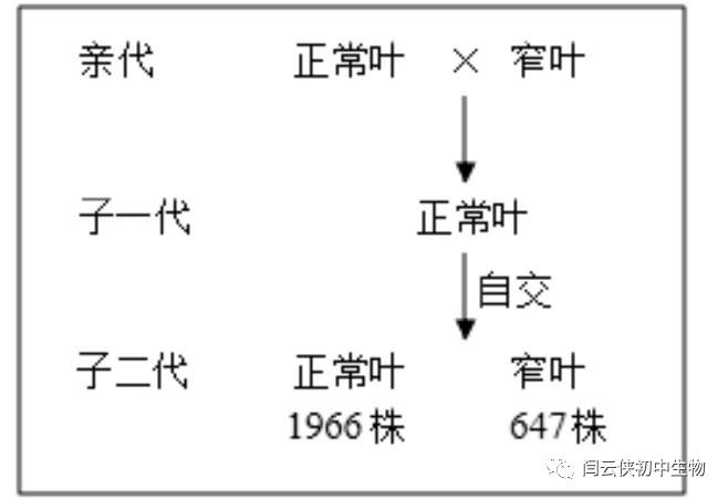 透镜与视觉2_透镜与视觉第二课时_透镜和视觉2答案