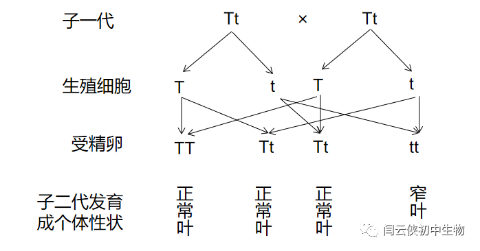 透镜与视觉2_透镜和视觉2答案_透镜与视觉第二课时